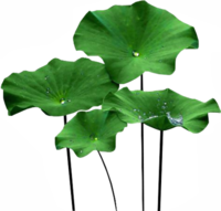 Lotus Leaf Extract Nuciferine